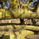 Commiphora schimperi Bark