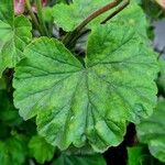 Pelargonium zonale Blad