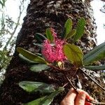 Cunonia vieillardii Flor