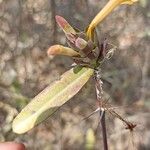 Barleria lupulina Blad