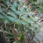 Pachypodium lamerei Bark