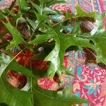 Quercus coccineaLeaf