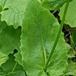 Doronicum orientale Likasa