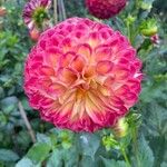 Dahlia pinnataফুল