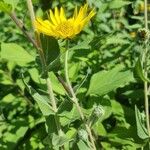 Helianthus mollis Квітка