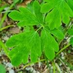 Aquilegia atrata Leaf