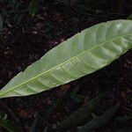 Duroia longiflora Φύλλο
