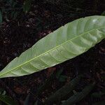 Duroia longiflora Blatt