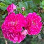 Rosa gallica Кветка
