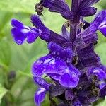 Salvia farinacea Цвят
