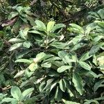 Magnolia hypoleuca Blatt