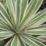 Agave vivipara Deilen