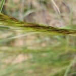 Aristida adscensionis Floare