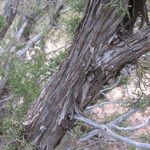 Juniperus monosperma Casca