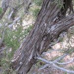 Juniperus monosperma Bark