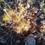 Carlina corymbosa Hábito