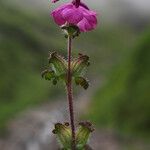 Pedicularis gracilis Yeri
