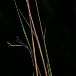 Calamagrostis lahulensis