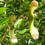 Heteropterys laurifolia Fruit