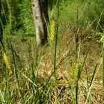 Carex vesicaria Плід