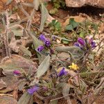 Echium bonnetii Sonstige