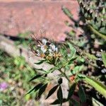 Cleome dodecandra Flor