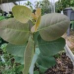 Eucalyptus polyanthemos Folio