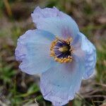 Meconopsis bella