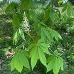 Aesculus indica Fulla