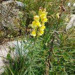 Linaria vulgaris Flower