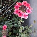 Verbena canadensis Flower