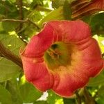 Brugmansia sanguinea Flor