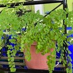 Adiantum raddianum Habit