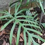 Philodendron elegans Habit