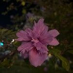 Hibiscus syriacusŽiedas