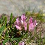 Trifolium alpinum 花