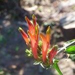 Clinacanthus nutans Цвят