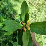 Acokanthera oblongifolia Blatt