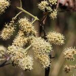 Combretum collinum Flower