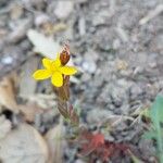 Hypericum australe 花