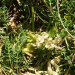 Astragalus depressus Kwiat