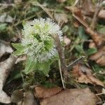 Petasites albusKwiat