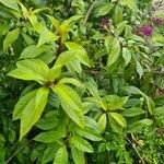 Fuchsia paniculata Feuille