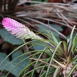 Tillandsia guatemalensis Alkat (teljes növény)