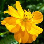 Cosmos sulphureus Flower