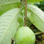 Monodora myristica Fruit