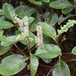 Cunonia balansae Hábito