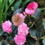 Begonia cucullata cv. 'Doublet Rose Pink' Kukka