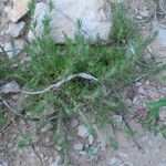 Polycnemum majus Libunga