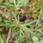 Geranium columbinum Yaprak